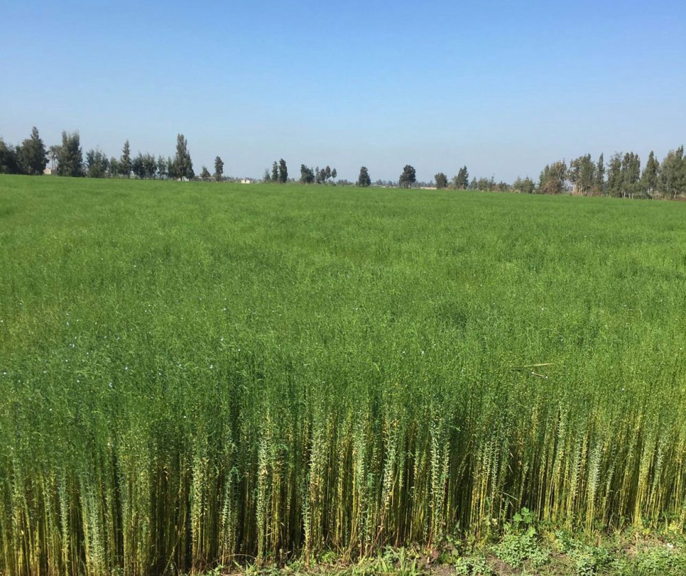 EGYPTIAN FLAX FIBER TEIKOKU SENI