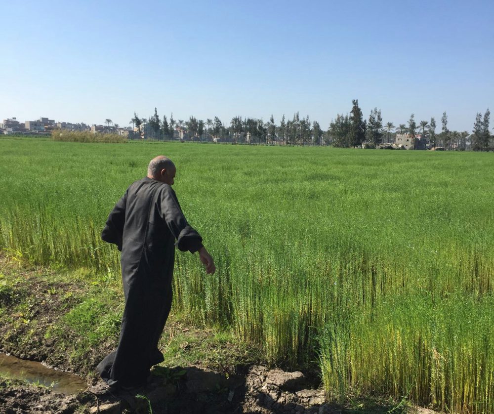 EGYPTIAN FLAX AND FARMER